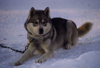 NorthWapiti's The Sundance Kid - NorthWapiti Siberian Husky Kennels ...