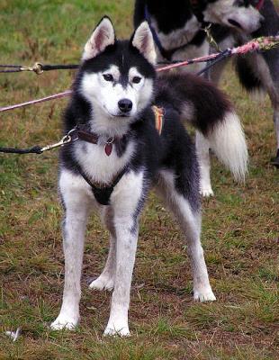 NorthWapiti's Captain Canuck - NorthWapiti Siberian Husky Kennels ...